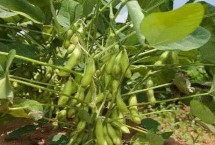 浙鲜87大豆栽培技术要点，该品种为有限结荚习性