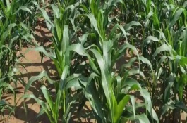 中元999玉米栽培技术要点，放赤眼蜂防治玉米螟虫