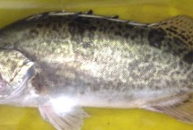 鳜鱼有没有鱼鳞和牙齿，属于真鲈科、鳜属鱼类的统称