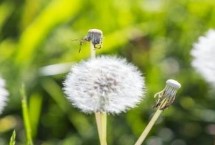 蒲公英有哪些产地，主产于河北、山西、陕西、湖南等多个省份