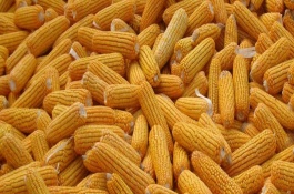 益丰18号玉米栽培技术要点，中抗大斑病