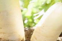 萝卜有几种，科属、外形和口感均不同