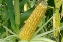 金禾905玉米栽培技术要点，结合每亩施尿素15千克