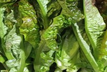 油麦菜有没有种子，植株由种子发育而来