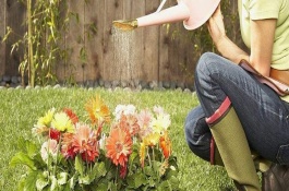 浇花用什么水，浇则浇透