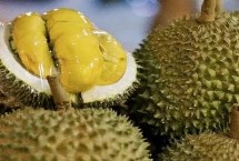 如何挑选成熟的榴莲，和其它成熟的水果放在一起可以起到催熟作用
