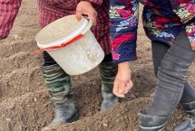 大豆都有什么品种，一年四季都可以播种