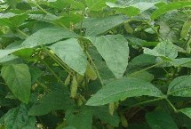 黔豆13大豆栽培技术要点，全生育期116.9天