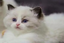 猫咪打喷嚏后鼻子出血是怎么回事，可能是换季着凉导致的