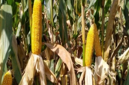 佛单7号玉米品种简介，文山平均生育期118天