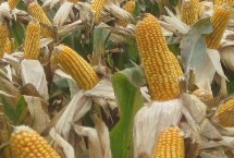 合玉39玉米栽培技术要点，选择中等以上肥力地块