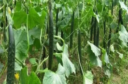 哪些蔬菜可以在6月份种植，适合选择黄瓜、番茄、豇豆等品种