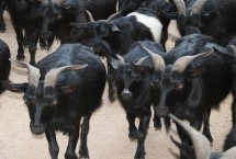 黑山羊品种有哪些，多为黑色且公羊有羊角