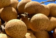 龙眼和桂圆有哪些区别，桂圆是用龙眼晒干后制成