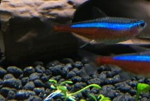 如何让宝莲灯鱼发色，适合PH在5.5-7之间的弱酸性水体中养殖