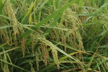 智两优533水稻栽培技术要点，秧田播种量每亩15.0千克