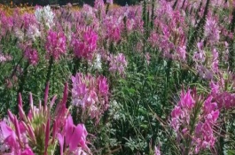 醉蝶花的生长习性，种之前需浸种6小时左右