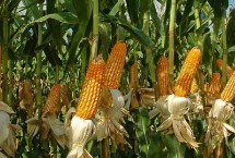 新丹616玉米栽培技术要点，在适应区域4月下旬播种