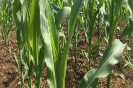 玉迪601玉米栽培技术要点，6月20日前播种
