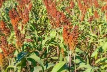 高粱有什么用处，高粱属于粗粮