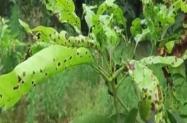 芒果叶疫病防治办法，严重时会导致叶片全部枯死掉落