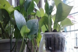 水培绿萝怎么养护，将带有气根的枝条放入有水的瓶中即可