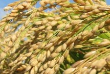 美粳6号水稻栽培技术要点，拔节孕穗期防治二化螟