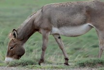 野驴为何不用修蹄，原因是活动量大会出现磨损