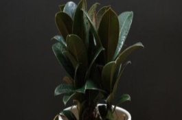 橡皮树能长多大，又叫橡皮树