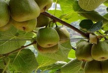 猕猴桃亩产多少，要及早预防病虫害