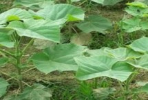 泡桐的种植注意事项，需根据实际情况采取针对性措施