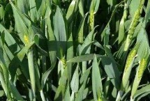 西农99小麦栽培技术要点，适宜播种期为10月中下旬