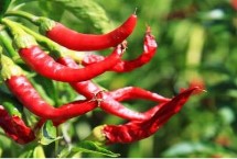 移栽辣椒苗的注意事项，主要原因是氮肥过多和昼夜温差大