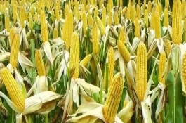 伊单410玉米栽培技术要点，播种前进行种子包衣处理
