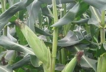 山农饲玉3号玉米栽培技术要点，中抗茎腐病