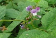 青鲜豆3号大豆栽培技术要点，辽宁省春播生育期104天