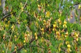 锦鸡儿的生长环境，常见的有红花锦鸡儿、小叶锦鸡儿等