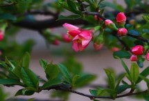 贴梗海棠的繁殖方法，是落叶灌木