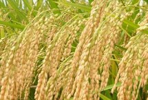 闽红两优177水稻栽培技术要点，两系杂交稻红米品种