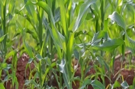 隆平259玉米栽培技术要点，中抗灰斑病