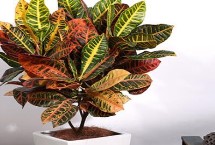 变叶木的种植条件，播种繁殖和扦插繁殖任选