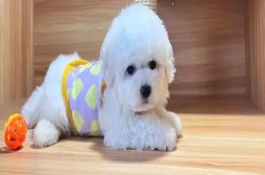 怎样才能看出比熊爆毛了，通常在4到5个月开始