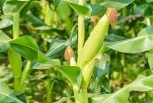 京农科829玉米栽培技术要点，高抗茎腐病