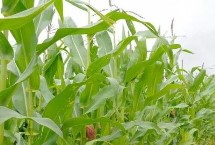 稷秾95玉米栽培技术要点，中抗大斑病5MR