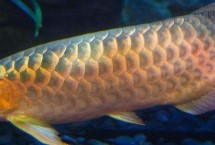 高背红尾金龙鱼怎么养，需要3年左右的时间才能爬完背