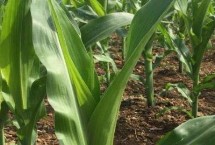 中科玉203玉米栽培技术要点，中等肥力以上地块种植