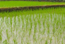 川优617水稻栽培技术要点，全生育期156.6天