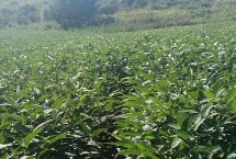 阜豆29大豆栽培技术要点，生育期101.0天