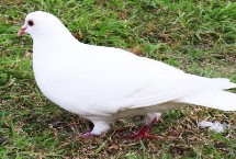 怎样养好鸽子让鸽子不生病，患病的鸽子羽毛脏乱、精神沉郁等