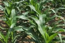 仲甜15号玉米栽培技术要点，注意足墒播种